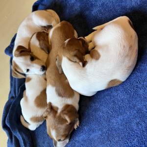 Štene Jack Russell terijera