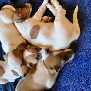 Štene Jack Russell terijera