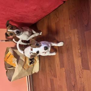 Štene Jack Russell terijera