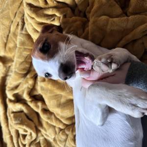 Štene Jack Russell terijera