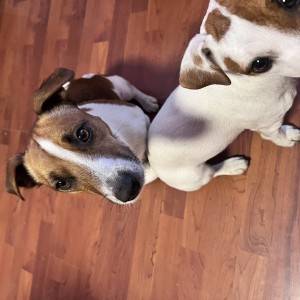Štene Jack Russell terijera