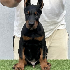 Doberman prelepi stenci