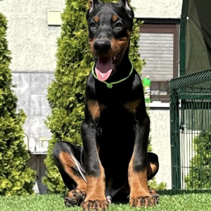 Doberman prelepi stenci