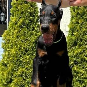 Doberman prelepi stenci