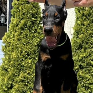 Doberman prelepi stenci