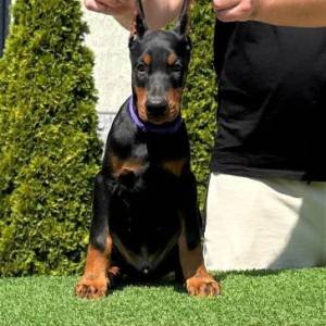 Doberman prelepi stenci