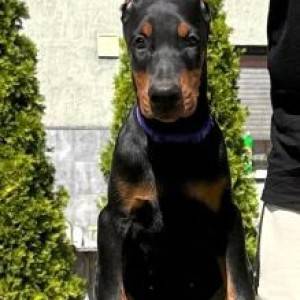 Doberman prelepi stenci