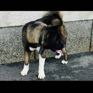 Američka Akita
