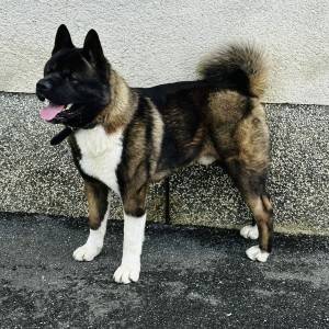 Američka Akita