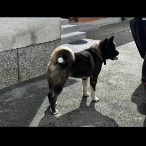 Američka Akita