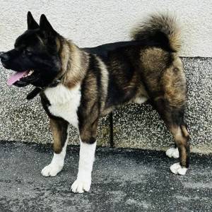 Američka Akita