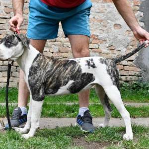 Americki Buldog stenci na prodaju