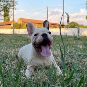 Francuski Buldog prelepi štenci
