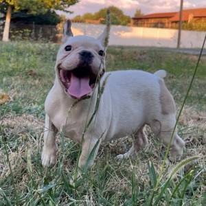 Francuski Buldog prelepi štenci