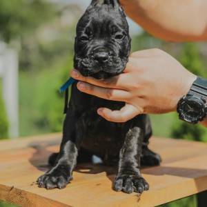 Cane Corso Kane Korso prelepi štenci