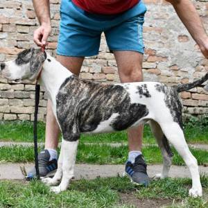Americki Buldog stenci na prodaju