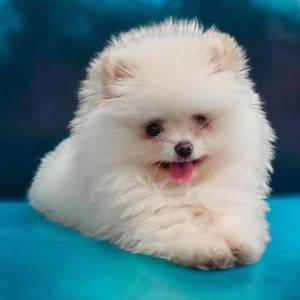 Pomeranac BOO štenci