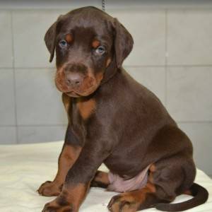 Doberman prelepi štenci