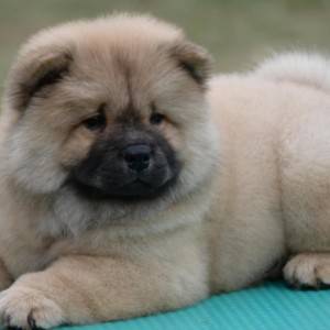 Chow Chow Cau Cau Čau Čau