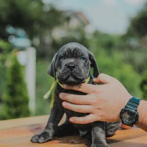 Cane Corso Kane Korso prelepi štenci