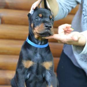 Doberman prelepi štenci