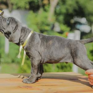 Cane Corso Kane Korso prelepi štenci