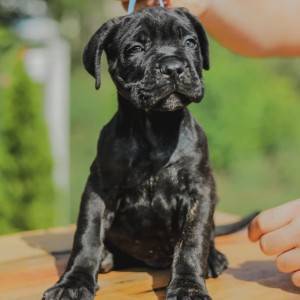 Cane Corso Kane Korso prelepi štenci