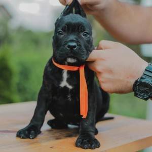 Cane Corso Kane Korso prelepi štenci