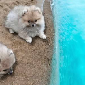 Pomeranac BOO štenci