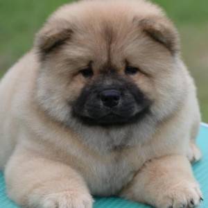 Chow Chow Cau Cau Čau Čau