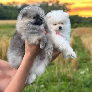 Pomeranac BOO štenci