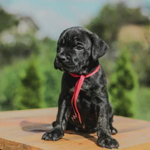 Cane Corso Kane Korso prelepi štenci