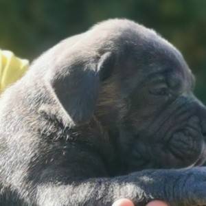 Cane Corso Kane Korso rezervacije