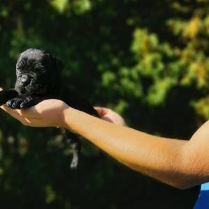 Cane Corso Kane Korso rezervacije