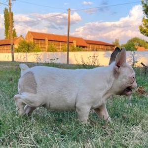 Francuski Buldog prelepi štenci