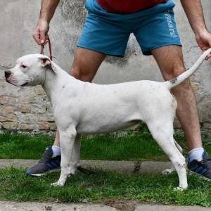 Americki Buldog stenci na prodaju