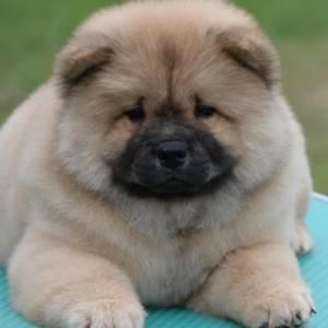 Chow Chow Cau Cau Čau Čau