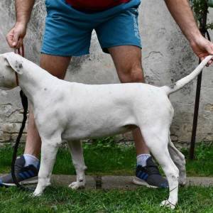 Americki Buldog stenci na prodaju