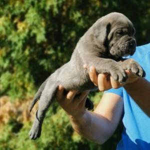 Cane Corso Kane Korso rezervacije