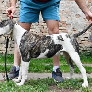 Americki Buldog stenci na prodaju