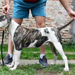 Americki Buldog stenci na prodaju