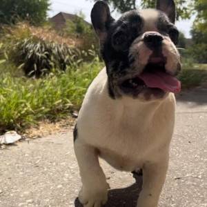 Francuski Buldog prelepi štenci