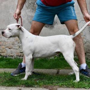 Americki Buldog stenci na prodaju