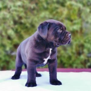 Cane Corso Kane Korso rezervacije