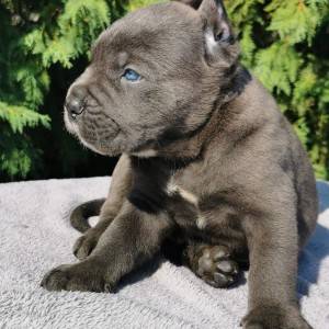 Cane Corso Kane Korso rezervacije