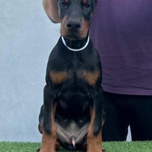 Doberman prelepi štenci