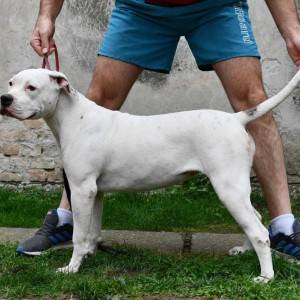 Americki Buldog stenci na prodaju