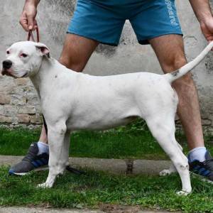 Americki Buldog stenci na prodaju