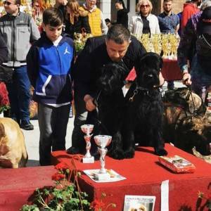 Veliki Crni Snaucer štenci