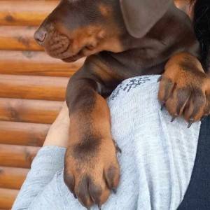 Doberman prelepi štenci
